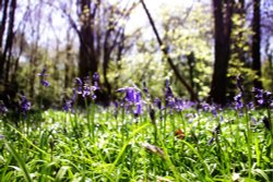 Hartshill Hayes Country Park Wallpaper