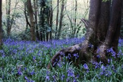 Hartshill Hayes Country Park Wallpaper