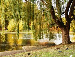 St Jame's Park, London Wallpaper