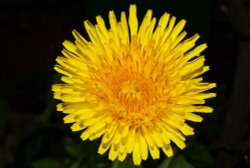 Yellow Dandelion, Colnbrook Wallpaper