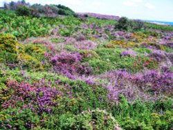 Heather in full bloom on Dunwich Heath Wallpaper