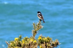 Stonechat Wallpaper