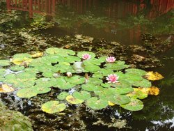 Japanese Garden, Compton Acres Wallpaper