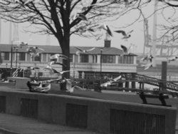 Gulls or Seagulls as they are referred to Wallpaper