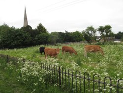 Irchester Church and cattle Wallpaper
