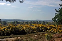 Arne RSPB Reserve Wallpaper