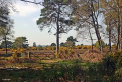 Arne RSPB Reserve  Dorset Wallpaper