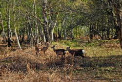 Arne RSPB Reserve  Dorset Wallpaper