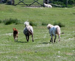 Livestock at Okehampton Wallpaper