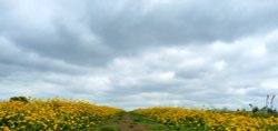 Walking through a Birstall meadow Wallpaper