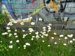 Wild Daisies in Birstall Wallpaper