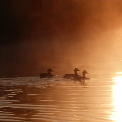 Sunrise at Worsbrough Mill Wallpaper