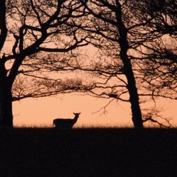 Deer at Wentworth Castle Wallpaper