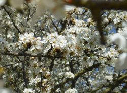 Blossom, Hatton Wallpaper