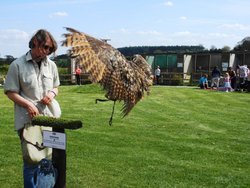 Falconry display, Hatton Country World Wallpaper