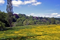 Blandford Forum Wallpaper