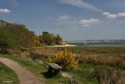 Arne RSPB Reserve, Dorset Wallpaper