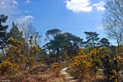 Arne RSPB Reserve, Dorset Wallpaper