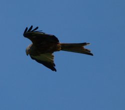 Red Kite at Harewood House Wallpaper