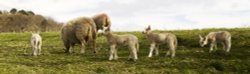 Derwentwater residents Wallpaper