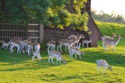 Fallow deer Wallpaper