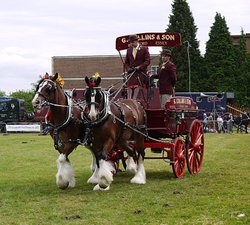 Heavy Horse Show, Langford, Essex
