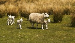 Drewentwater sheep, again Wallpaper