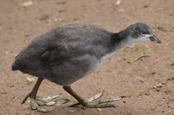 Young coot, Swithland Reservoir Wallpaper