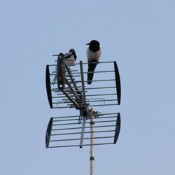 Oh Joy! (Magpies) Wallpaper