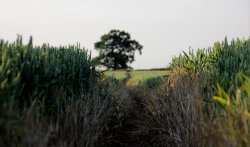 Fields of Atherstone Lanes Wallpaper