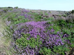 Quantock Hills Wallpaper