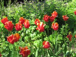 Red Tulips, Constable Burton Hall Gardens, North Yorkshire