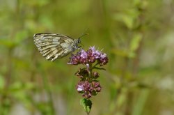 Female Marbled White butterfly Wallpaper