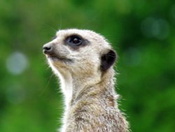 A Meerkat look out, at Longleat Safari Park Wallpaper