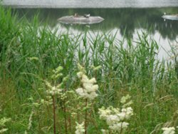 Whisby Nature Reserve Wallpaper