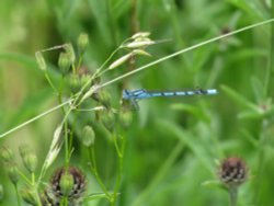 Whisby Nature Reserve Wallpaper