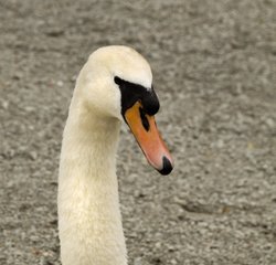 Bowness Swan 1 Wallpaper