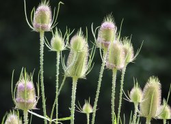 A prickley shot Wallpaper