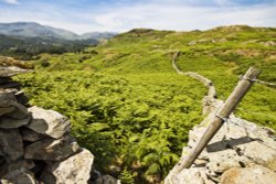 Loughrigg Fell and Ivy Crag Wallpaper