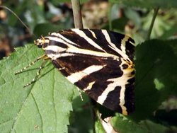 A Jersey Tiger Moth at Crystal Palace Park, London Wallpaper