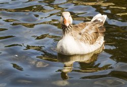 Derwentwater Goose Wallpaper