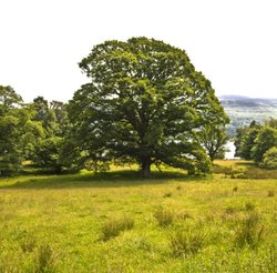 Tree on Derwentwater Wallpaper