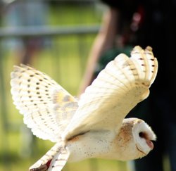 Arbury Hall Game Fair Wallpaper