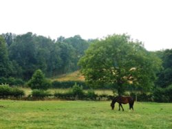 Horse grazing, Long Lawford Wallpaper