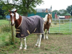 Horses, Long Lawford Wallpaper