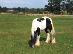 Horse, Long Lawford Wallpaper