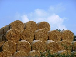 Hay Bales, Bilton Wallpaper