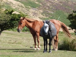 Quantock Hills Wallpaper