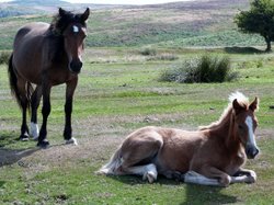 Quantock Hills Wallpaper