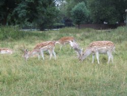 Clissold Park Wallpaper